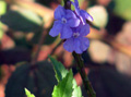 Stachytarpheta mattogrossensis